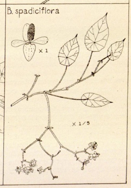 B. spadiciflora